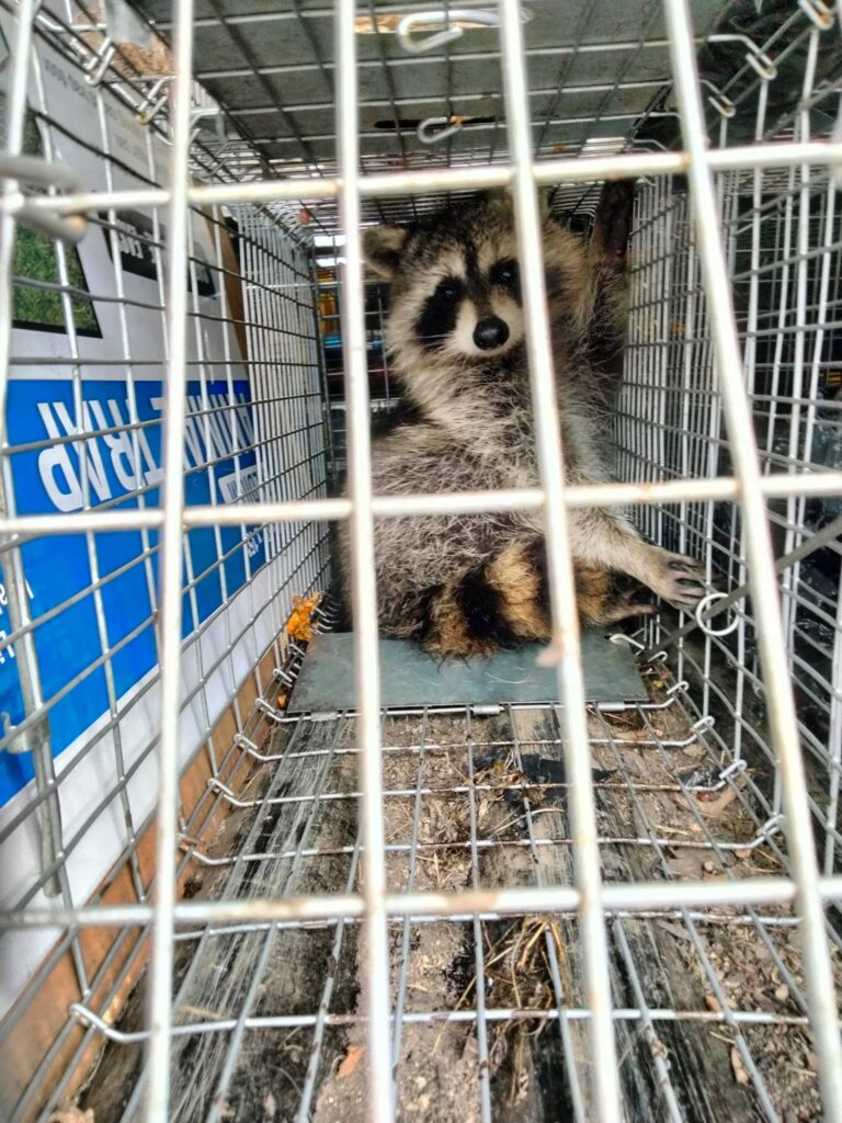 Wildlife Control Casnova