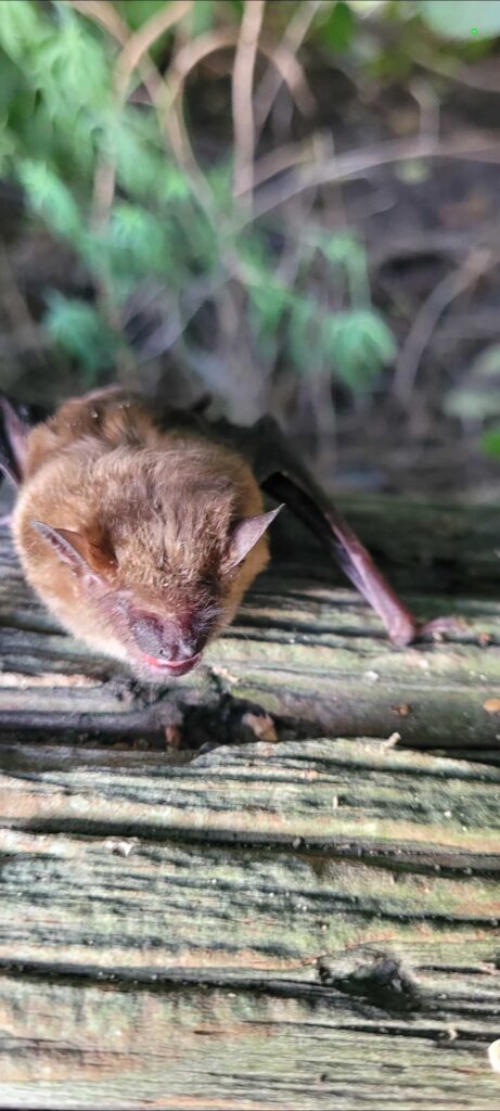 Wildlife Control Casnova