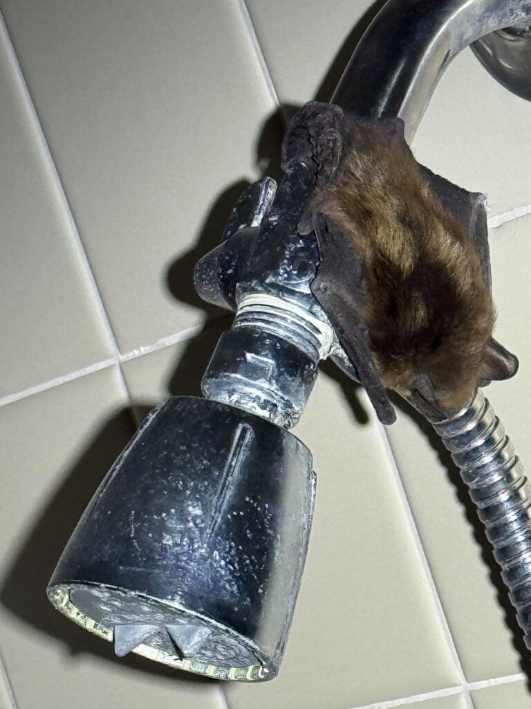 Wildlife Control Casnova